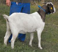 Bintu